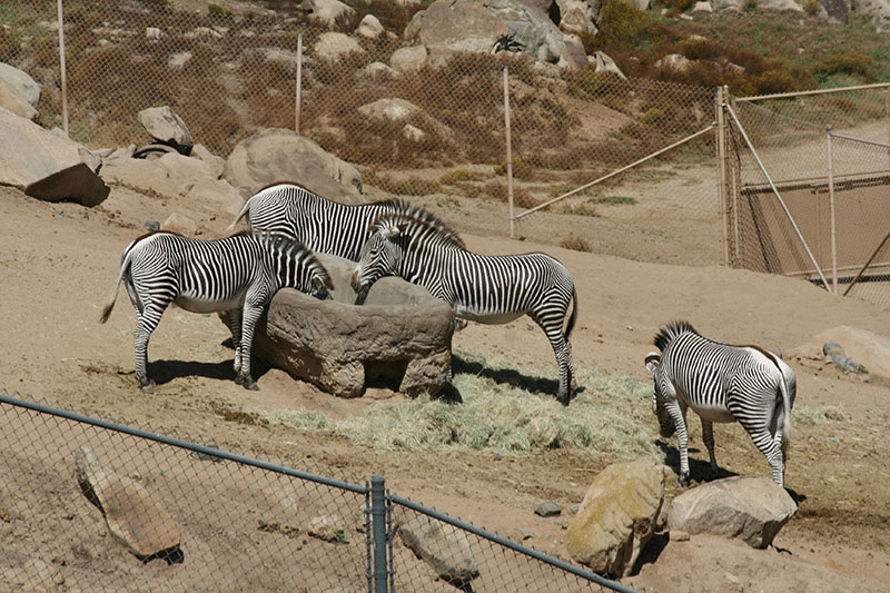 San Diego Wild Animal Park